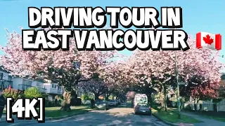 [4K] 🇨🇦🌸🚘 Driving Tour in East Vancouver | Cherry Blossoms | Spring Season | Vancouver, BC Canada