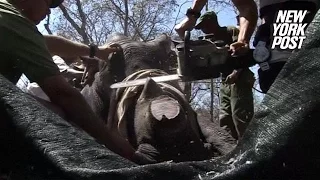 Chainsaws are being used to cut off rhino horns for a good purpose