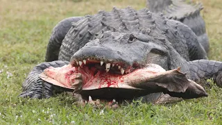 American Alligator kills and eats Florida Softshell turtle in Naples, Florida