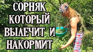 Лебеда (марь белая) –  сорняк, который вылечит и накормит.