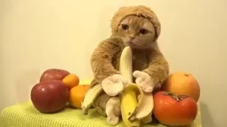 Кошка - Обезьяна (Cat as the Monkey)