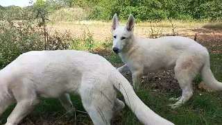 Chiots berger blanc suisse de naïade les petites pattes blanches