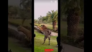 ￼ German Shepherd attack Tiger😱