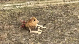 Прайд Султана! Pride of the Sultan!