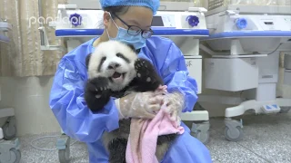 Nanny Mei cleaning a dirty panda