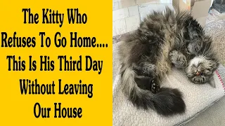 The Best ‘My House, Not My Cat’ Moments That Have Ever Happened To Humans  - Part 1