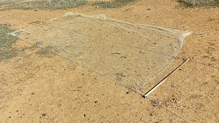 How to set up a bird net trap