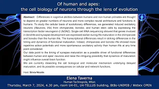 BtBs Seminar by Elena Taverna "Of human and apes: the cell biology of neurons..."