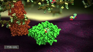 Beta-lactamase