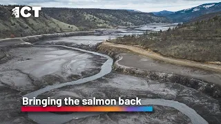 Bringing the salmon back