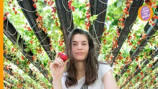 Sofia’s Strawberries: an innovative strawberry vertical farm with hi-tech agriculture technology