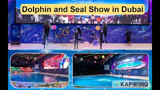 Dolphin and Seal show in Dubai🐬 || Dolphin Full Dance Video Watch Out🦭|| #dolphins #dolphinshow