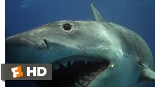 Jaws: The Revenge (4/8) Movie CLIP - The Shark Hunts Michael (1987) HD