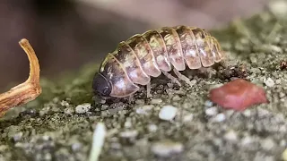 Armadillidium vulgare out and about