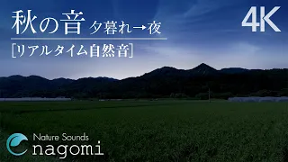 【環境音/ASMR】虫の声・癒しの音｜静かな田舎の虫の声・秋の音｜勉強・睡眠・作業用BGM｜自然音・Nature Sounds