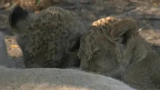 SafariLive July  09- The cute Nkuhuma lion cubbies!