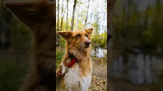 Помесь Австралийской овчарки и Дворняги! Фотосессия для милой собачки