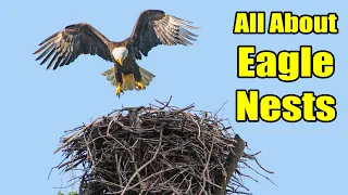 All About Bald Eagle Nests