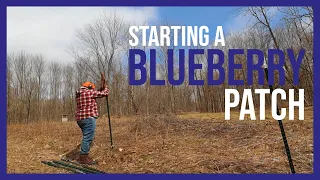 The Beginning of a Blueberry Patch │Starting A Blueberry Patch