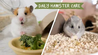 My *almost* Daily Hamster Care
