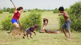 Smart Dogs Save Beautiful jente fra King Cobra - Snake vs Dog