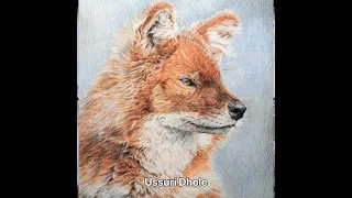 Ussuri Dhole hunt #hunting #animals #dhole