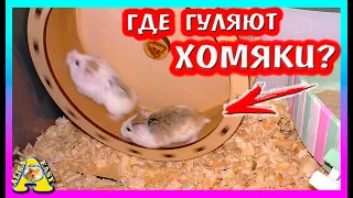 КАК ГУЛЯЮТ ВСЕ НАШИ ПИТОМЦЫ? / КАК ВЫГУЛИВАТЬ МОРСКУЮ СВИНКУ / КОТА / КРЫСУ ALISA EASY PETS