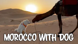 How to travel Morocco with a dog