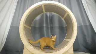 How to make a Cat Exercise Wheel