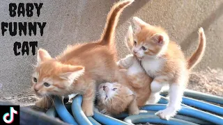 Baby Funny Cat Videos #32 | PTK CAT 2021#TİKTOK