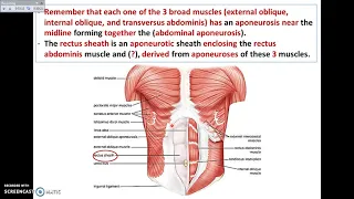 Overview of Abdomen (3) - The Rectus Sheath - Dr. Ahmed Farid