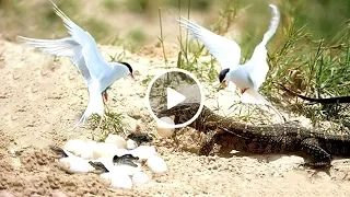 The Brave Birds Chasing Monitor Lizard To Save Crocodile Eggs.