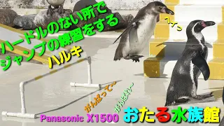 【字幕・・ワロタ】おもしろ字幕シリーズ② 小樽水族館 ペンギン ショー  Panasonic HC-X1500撮影映像