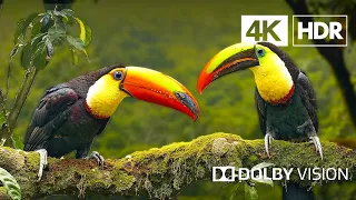 Birds Of The World 4K - Scenic Wildlife Film With Piano Calming Music, Study, Meditation Relaxing