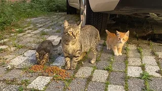 Cute mother Cat protecting her kittens. Kittens are so cute. I gave them food. 🥰🐈