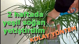 Saksıda Yeşil soğanı iki haftada Yetiştirmek! KOLAY YÖNTEMLE TAZE SOĞAN YETİŞTİRMEK