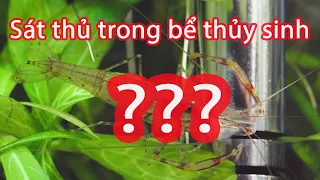 Cận cảnh SÁT THỦ trong bể thủy sinh