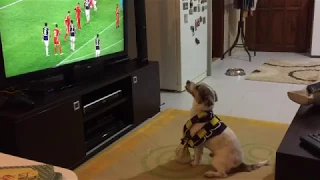 Dog watching football and shows amazing reaction