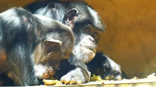 Childhood friends Yoshimi and Peach　Nihondaira Zoo　Chimpanzee　202403