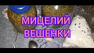 Мицелий вешенки