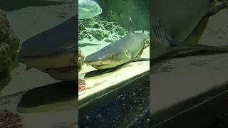 Играем в гляделки с акулой. Кто победит? #shark #москвариум #funny