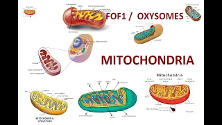 Mitochondria Structure and Function | Cell Biology | The power house of cell