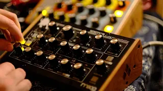 GREEN VALLEY 2022 - Moog Minitaur Analog Bass Monosynth Performance