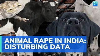 Humans 'raping' animals: 80 cases in India in 10 years; what law says; what activists want