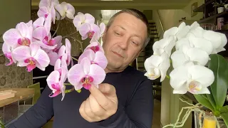 ОРХИДЕЯ НЕ ЦВЕТЁТ, КАКИМ СУПЕР удобрением для орхидеи кормить фаленопсисы для цветения?