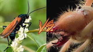 Camel spider VS Tarantula Hawk