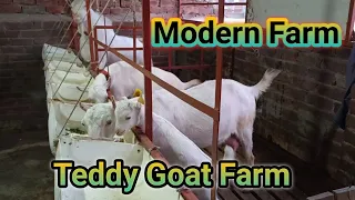 Teddy Goat Farm ll Teddy Goats ka shoq ll Beautiful teddy goats ll Goat farm