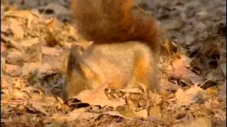 Nain rouge, une vie d'écureuil - Documentaire animalier