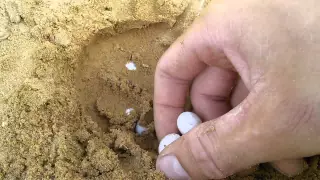 Яйца ящерицы
