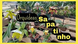 Festival das orquídeas paphiopedillum Sapatinho! a Partir de R$44